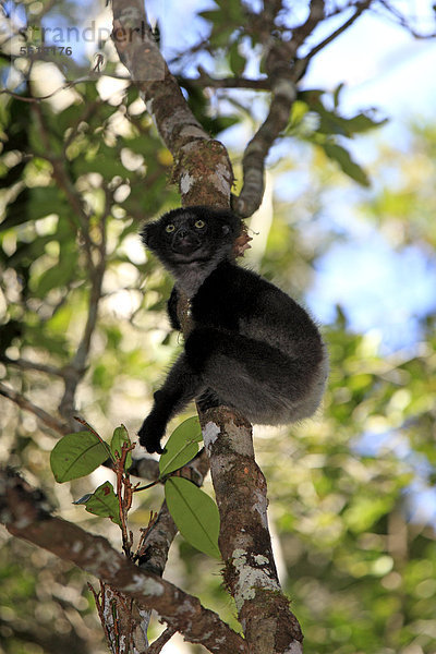 Indri (Indri indri)  Jungtier  Perinet Reservat  Andasibe  Madagaskar  Afrika