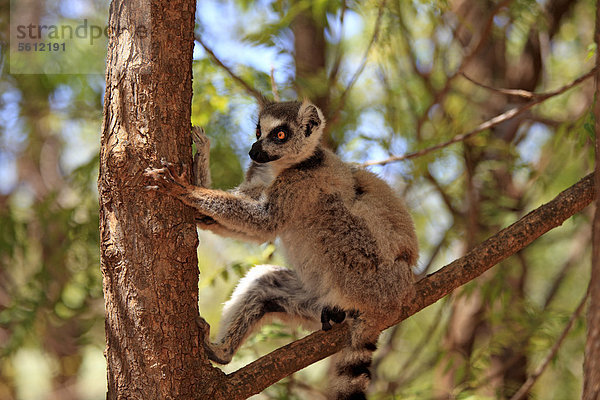 Katta (Lemur catta)  Berenty Reservat  adult  Baum  Madagaskar  Afrika