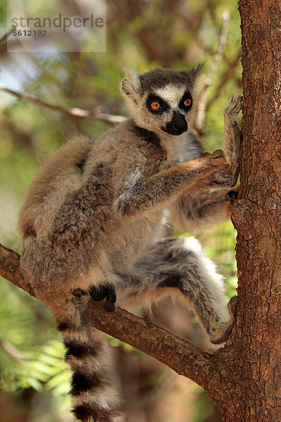 Katta (Lemur catta)  Berenty Reservat  adult  Baum  Madagaskar  Afrika