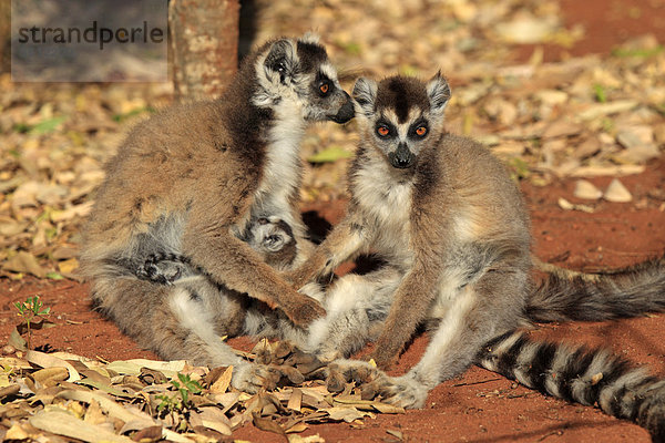 Katta (Lemur catta)  Mutter  säugend  Jungtier  weiblich  adult  Berenty Reservat  Madagaskar  Afrika