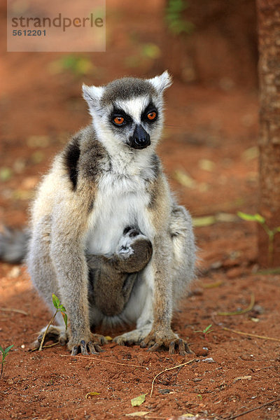 Katta (Lemur catta)  Mutter  Jungtier  säugend  Berenty Reservat  Madagaskar  Afrika