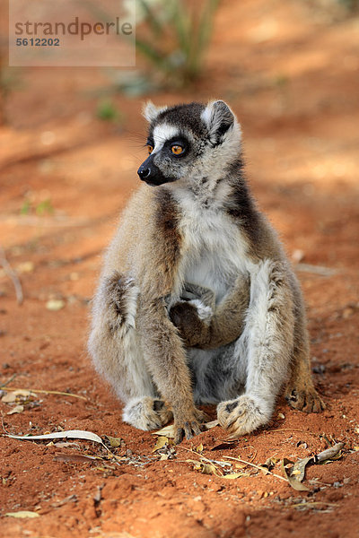 Katta (Lemur catta)  Mutter  Jungtier  Berenty Reservat  Madagaskar  Afrika