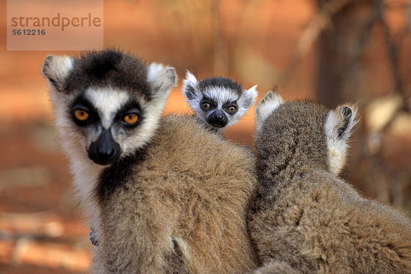 Katta (Lemur catta)  Mutter  Jungtier  Berenty Reservat  Madagaskar  Afrika