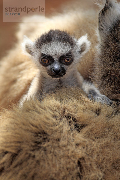 Katta (Lemur catta)  Jungtier  Berenty Reservat  Madagaskar  Afrika