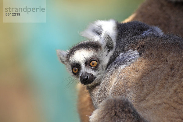 Katta (Lemur catta)  Jungtier  Berenty Reservat  Madagaskar  Afrika