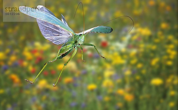 Grünes Heupferd  Tettigonia viridissima