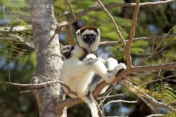 Larvensifaka (Propithecus verreauxi)  Mutter  Jungtier  Berenty Reservat  Madagaskar  Afrika