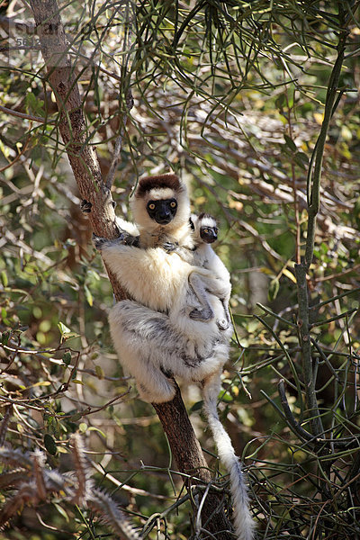 Larvensifaka (Propithecus verreauxi)  Mutter  Jungtier  Berenty Reservat  Madagaskar  Afrika