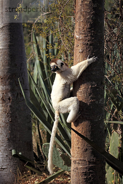 Larvensifaka (Propithecus verreauxi)  adult  Baum  Berenty Reservat  Madagaskar  Afrika