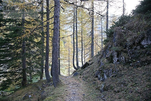 Wanderweg im herbstlichen Lärchenwald  Untertauern  Österreich