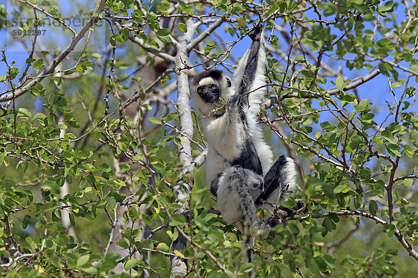Larvensifaka (Propithecus verreauxi)  adult  fressend  Nahrungssuche  Baum  Berenty Reservat  Madagaskar  Afrika