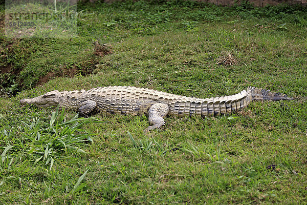 Madagassisches Nilkrokodil (Crocodylus niloticus madagascariensis)  ruhend  Nosy Be  Madagaskar  Afrika