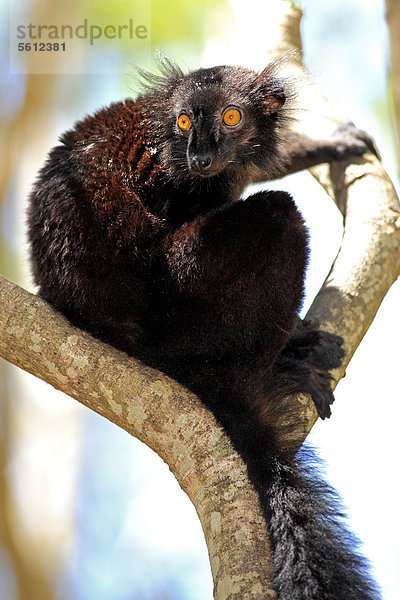 Mohrenmaki (Eulemur macaco)  männlich  adult  Baum  Nosy Komba  Madagaskar  Afrika