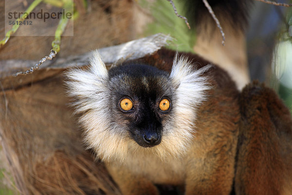 Mohrenmaki (Eulemur macaco)  weiblich  adult  Portrait  Nosy Komba  Madagaskar  Afrika
