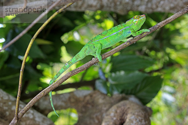 Pantherchamäleon (Furcifer pardalis)  männlich  Nahrungssuche  Madagaskar  Afrika