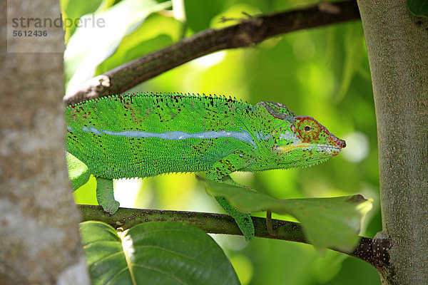 Pantherchamäleon (Furcifer pardalis)  männlich  Nahrungssuche  Madagaskar  Afrika