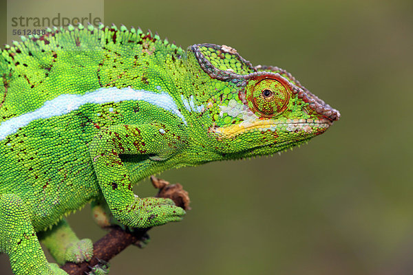 Pantherchamäleon (Furcifer pardalis)  männlich  Madagaskar  Afrika