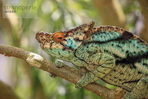 Parsons Chamäleon (Calumma parsonii)  männlich  Portrait  Madagaskar  Afrika