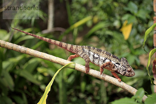 Riesenchamäleon  Madagaskar-Riesenchamäleon (Furcifer oustaleti)  männlich  Nahrungssuche  Madagaskar  Afrika