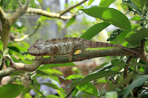 Riesenchamäleon  Madagaskar-Riesenchamäleon (Furcifer oustaleti)  männlich  Nahrungssuche  Madagaskar  Afrika