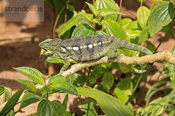 Riesenchamäleon  Madagaskar-Riesenchamäleon (Furcifer oustaleti)  weiblich  fressend  Madagaskar  Afrika