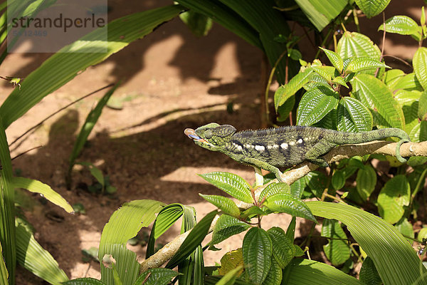 Riesenchamäleon  Madagaskar-Riesenchamäleon (Furcifer oustaleti)  weiblich  fressend  Madagaskar  Afrika