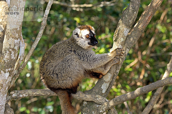 Rotstirnmaki (Lemur fulvus rufus)  adult  Baum  Berenty Reservat  Madagaskar  Afrika