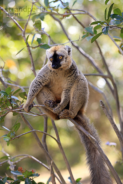 Rotstirnmaki (Lemur fulvus rufus)  adult  auf Baum  Berenty Reservat  Madagaskar  Afrika