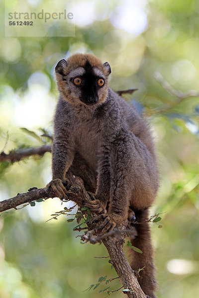 Rotstirnmaki (Lemur fulvus rufus)  adult  auf Baum  Berenty Reservat  Madagaskar  Afrika