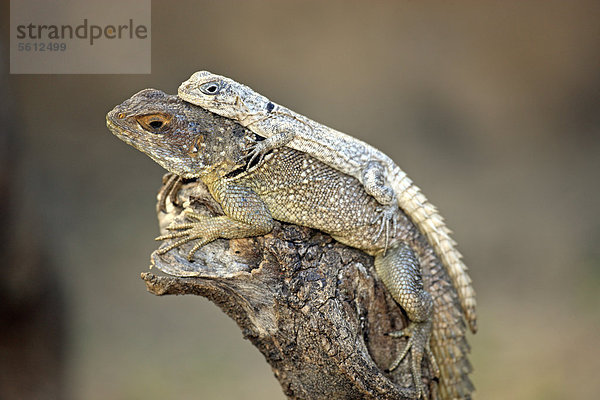 Vierpunktmadagaskarleguan (Oplurus quadrimaculatus)  adult und Jungtier  Madagaskar  Afrika