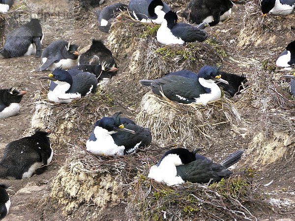 Kolonie von Königsscharben (Phalacrocorax albiventer)  Falklandinseln