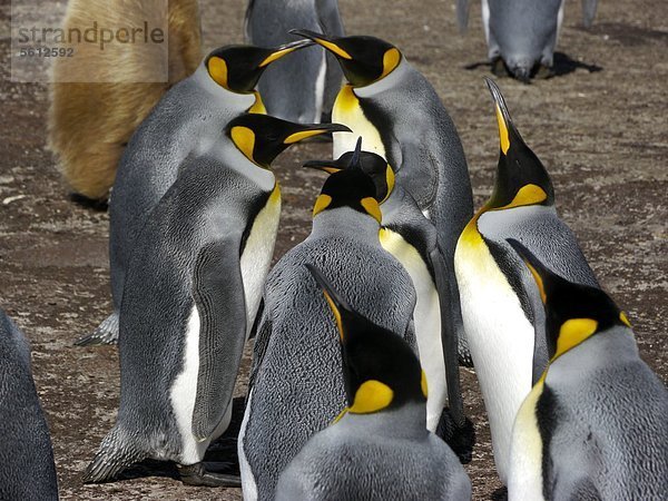 Kolonie von Königspinguinen  Falklandinseln