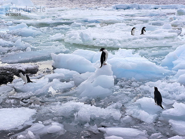 Gruppe von Adeliepinguinen auf Eisschollen  Paulet Island  Antarktis