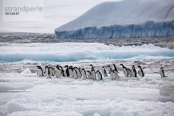 Kolonie von Adeliepinguinen auf einem Eisfeld  Paulet Island  Antarktis