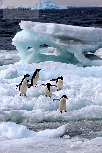 Gruppe von Adeliepinguinen auf einem Eisfeld  Paulet Island  Antarktis