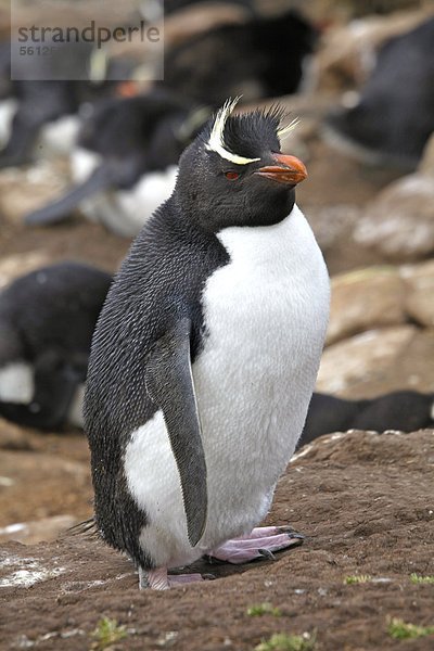 Goldschopfpinguin  Falklandinseln