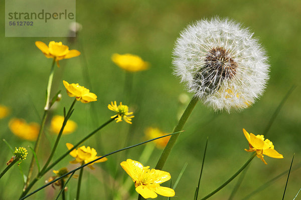 Pusteblume und Sumpfdotterblume  Caltha palustris