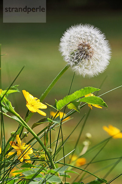 Pusteblume und Sumpfdotterblume  Caltha palustris