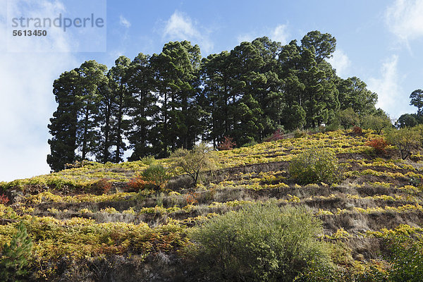 Weinberge oberhalb von Garafia  La Palma  Kanaren  Kanarische Inseln  Spanien  Europa