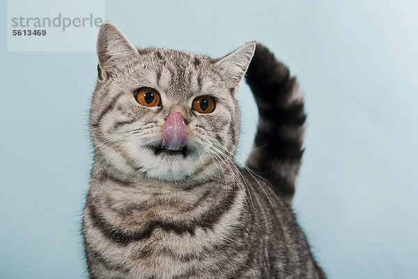 Getigerte Britisch Kurzhaar Katze  Kater  mit Zunge auf Nase