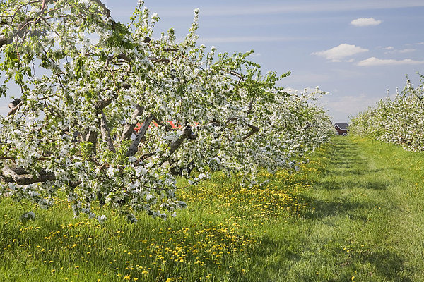 Apfelbäume in einer Obstplantage im Frühling  Laval  Quebec  Kanada