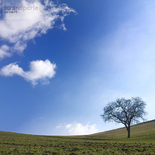 Einsamer Baum in der Landschaft um Limagne  Auvergne  Frankreich  Europa