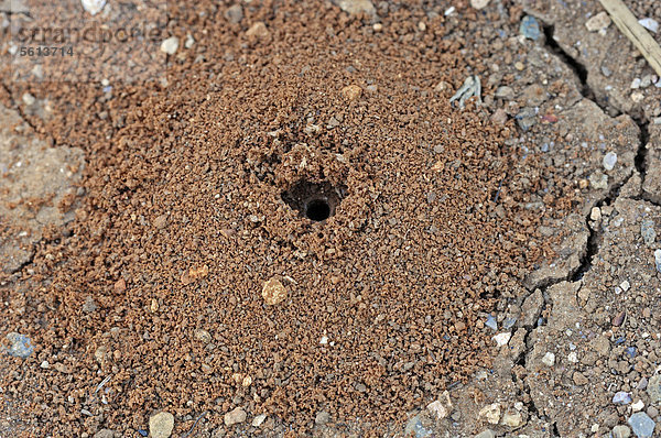 Nestloch einer Sandbiene (Andrena spec.)  Provence  Südfrankreich  Frankreich  Europa
