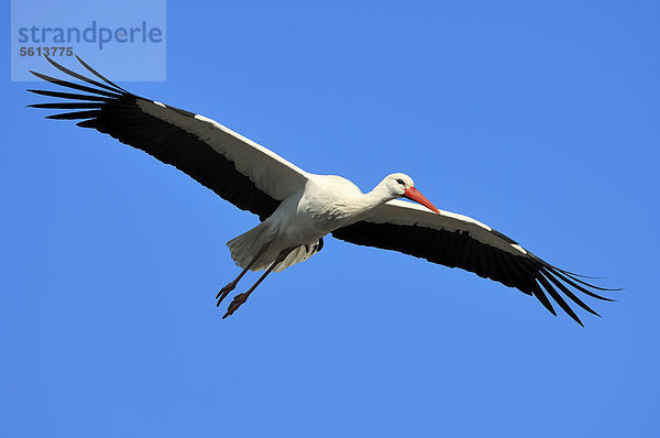 Weißstorch (Ciconia ciconia)  im Flug  Nordrhein-Westfalen  Deutschland  Europa