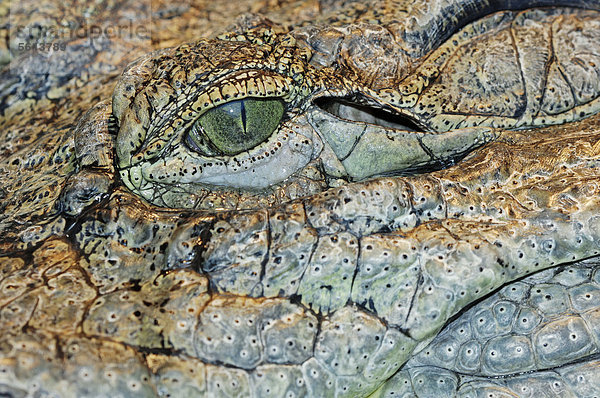 Nilkrokodil (Crocodylus niloticus)  Auge  Vorkommen in Afrika  captive  Deutschland  Europa