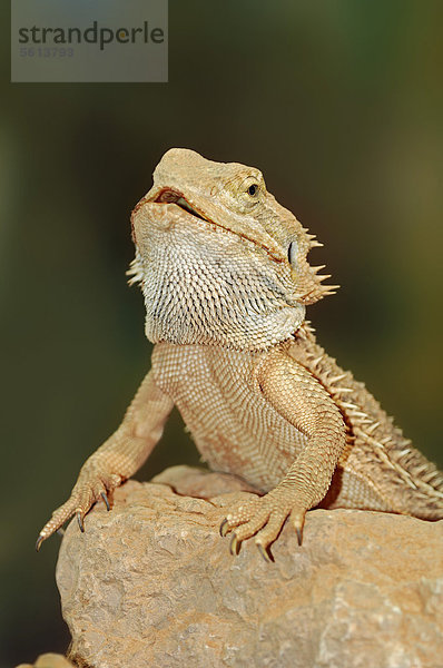 Bartagame  Streifenköpfige Bartagame oder Farbbartagame (Amphibolurus vitticeps  Pogona barbatus)  Vorkommen in Australien  captive  Bergkamen  Nordrhein-Westfalen  Deutschland  Europa