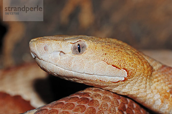 Nordamerikanischer Kupferkopf (Agkistrodon contortrix)  Portrait  Giftschlange  Vorkommen in Nordamerika  captive  Nordrhein-Westfalen  Deutschland  Europa