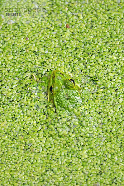 Teichfrosch oder Wasserfrosch (Pelophylax esculentus  Rana esculenta) in Entengrütze  Kleine Wasserlinse (Lemna minor)  Nordrhein-Westfalen  Deutschland  Europa