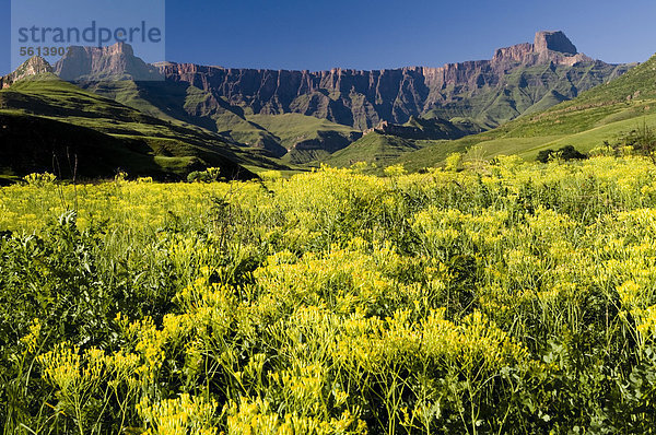 Amphitheatre  Royal Natal National Park  Drakensberge  KwaZulu-Natal  Südafrika  Afrika