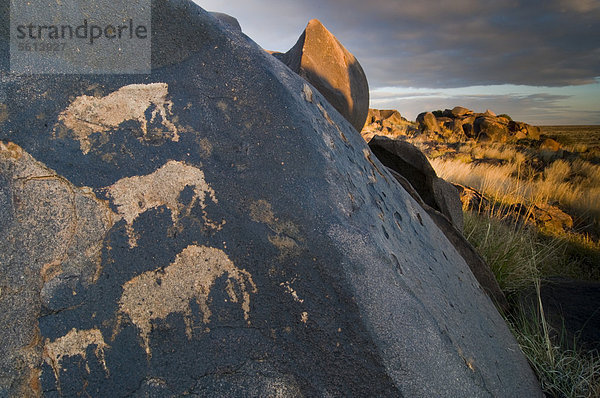 Petroglyphen der San  Buschmänner  bei Kenhardt  Nordkap  Südafrika  Afrika